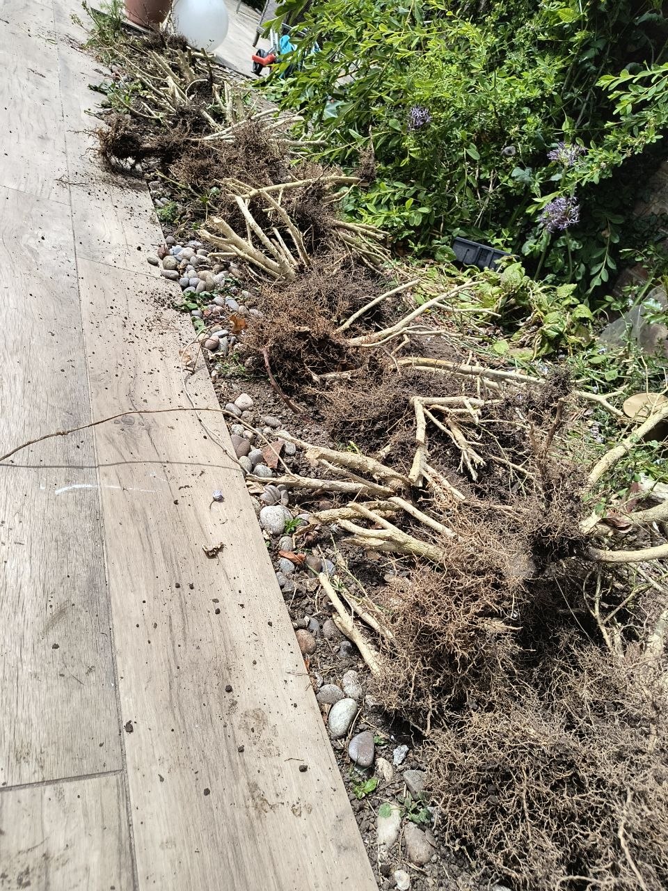 Box tree moth caterpillar damage to box hedging in East Kent — a box hedge dug out and laid along a path, reduced to pale woody stems with no foliage and exposed root systems.