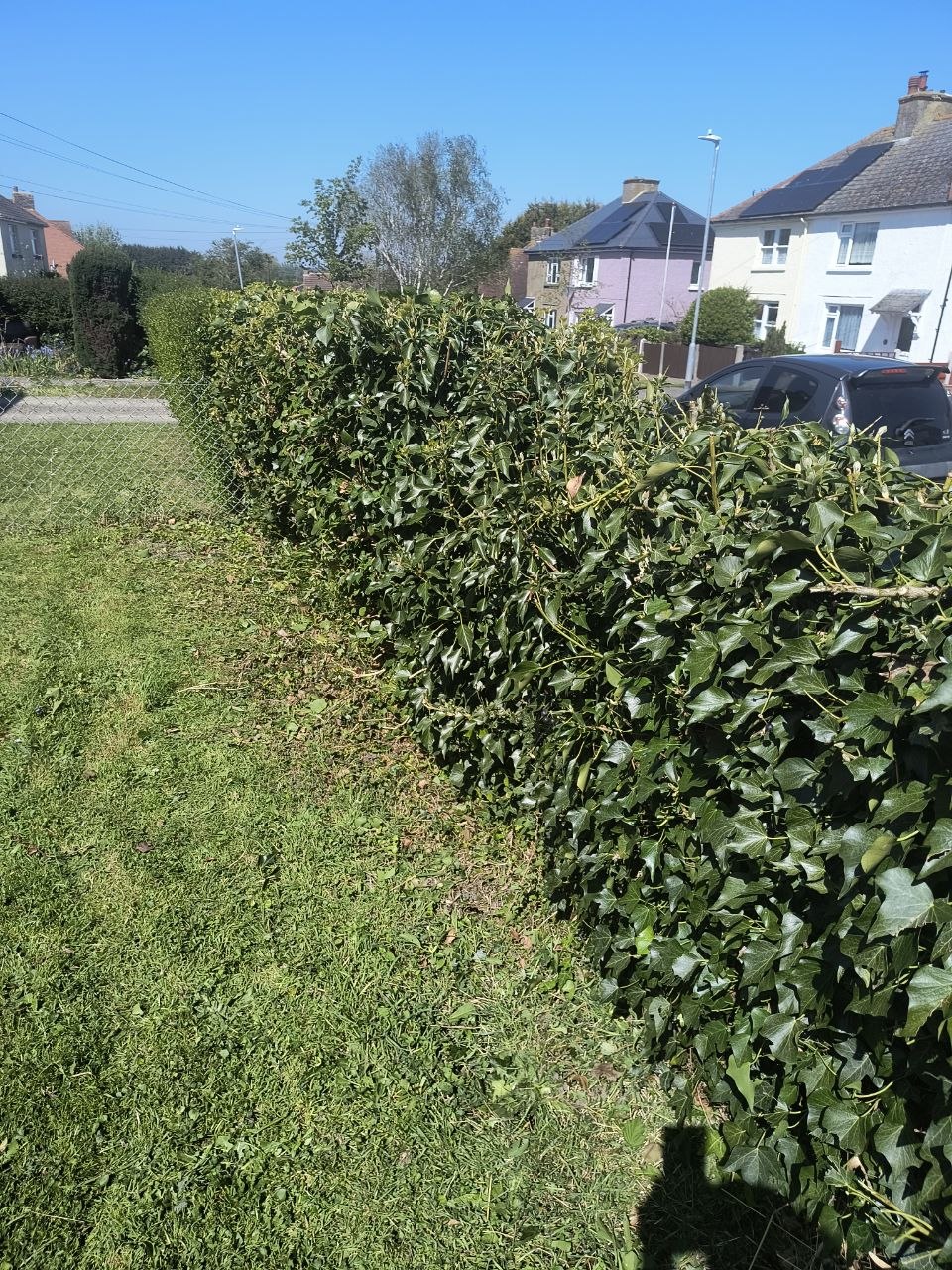 Mid-trim view of a front hedge in Sandwich, fresh cuttings on the lawn beside the hedge, neighbouring houses and parked cars in the background.