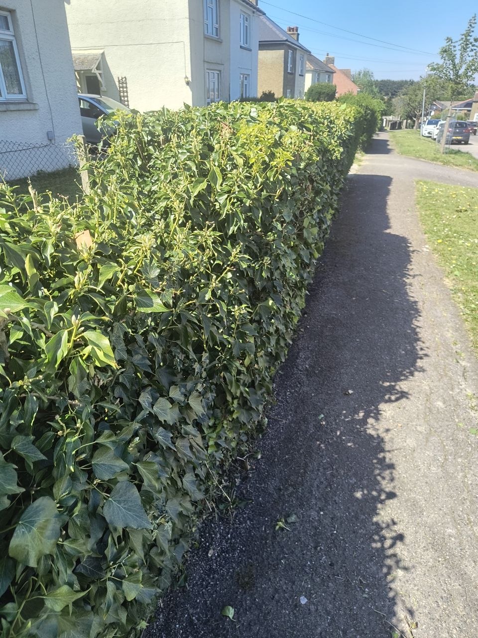 Front hedge running along a public footpath in Sandwich, freshly trimmed top, neighbouring houses and parked cars beyond.