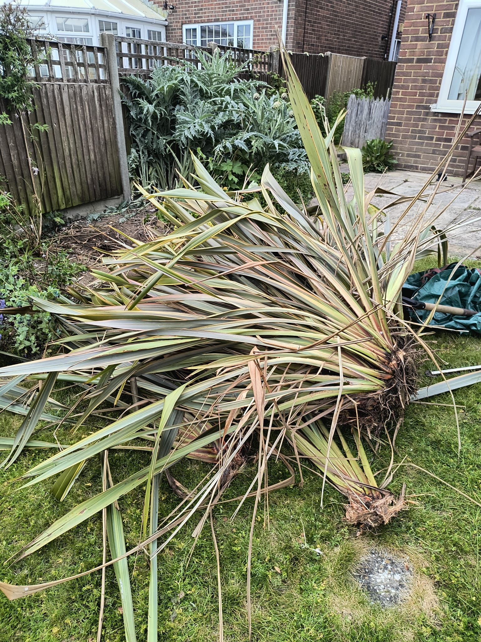 A large phormium with sword-shaped leaves dug out from a Deal back garden, root crown intact, lying on a green lawn ready to be hauled to the tip. Wooden fence and neighbouring rooflines in the background.