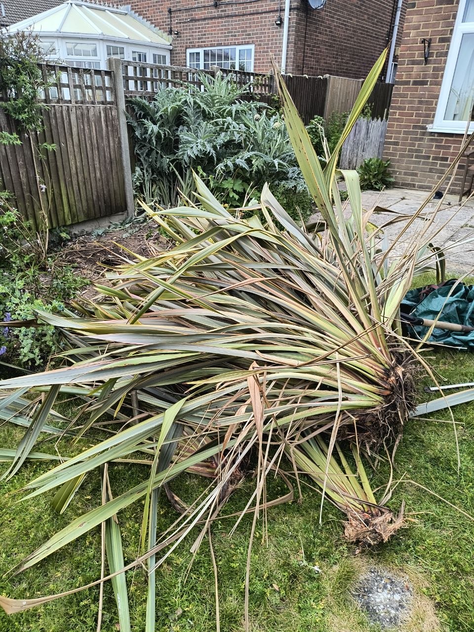 Corner of a Folkestone back garden cleared of an overgrown phormium, raked back to bare soil