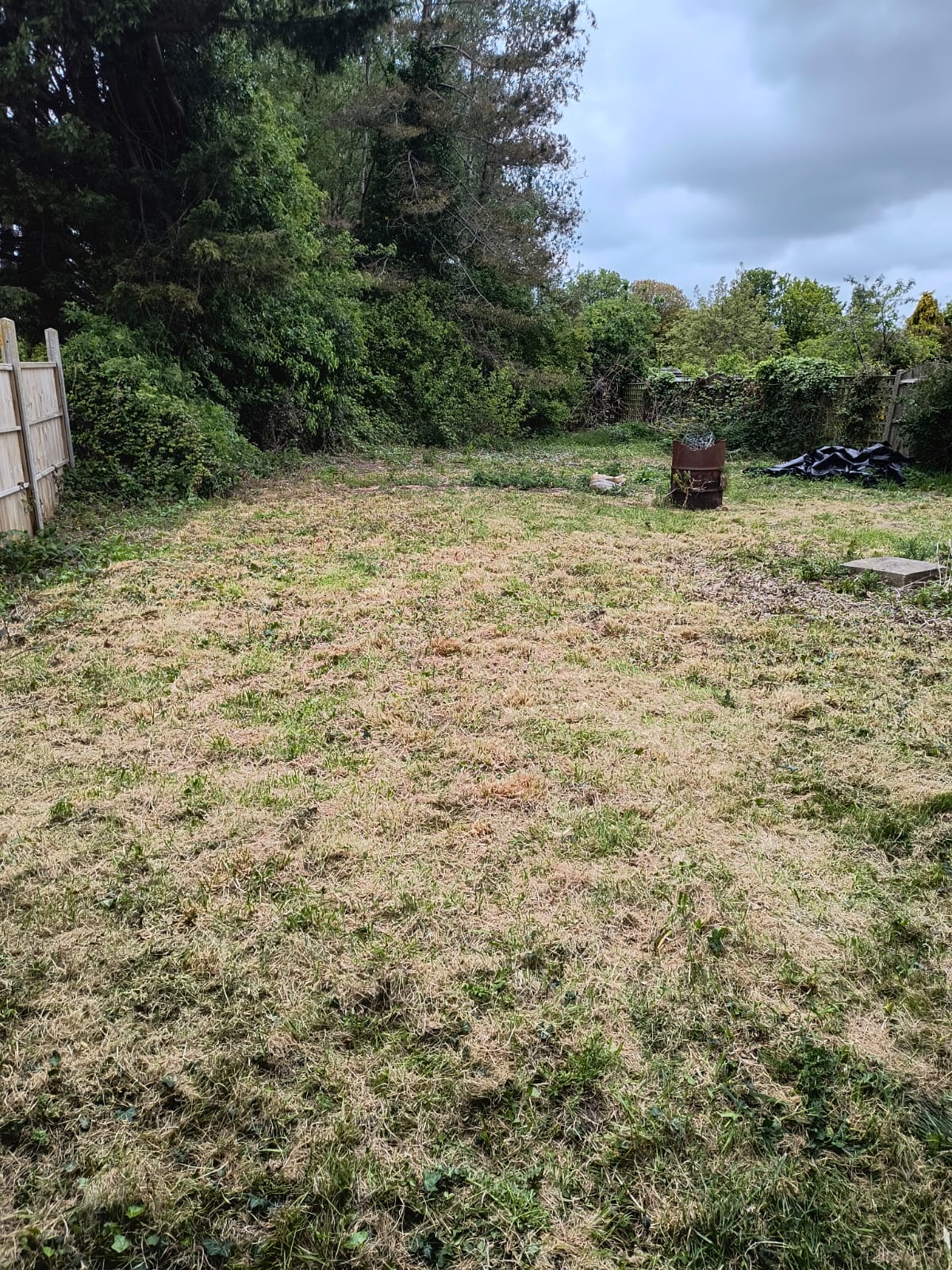 Back garden lawn in Worth, freshly mowed and strimmed, with thatch visible in the patchy surface