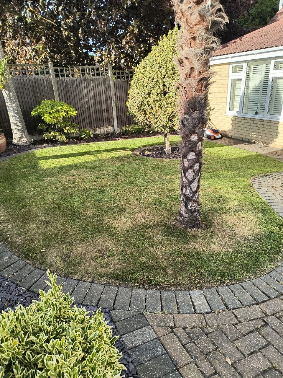 Garden near Canterbury after a weekly mow, lawn neatly cut around a central palm with paving and shrubs around the edge