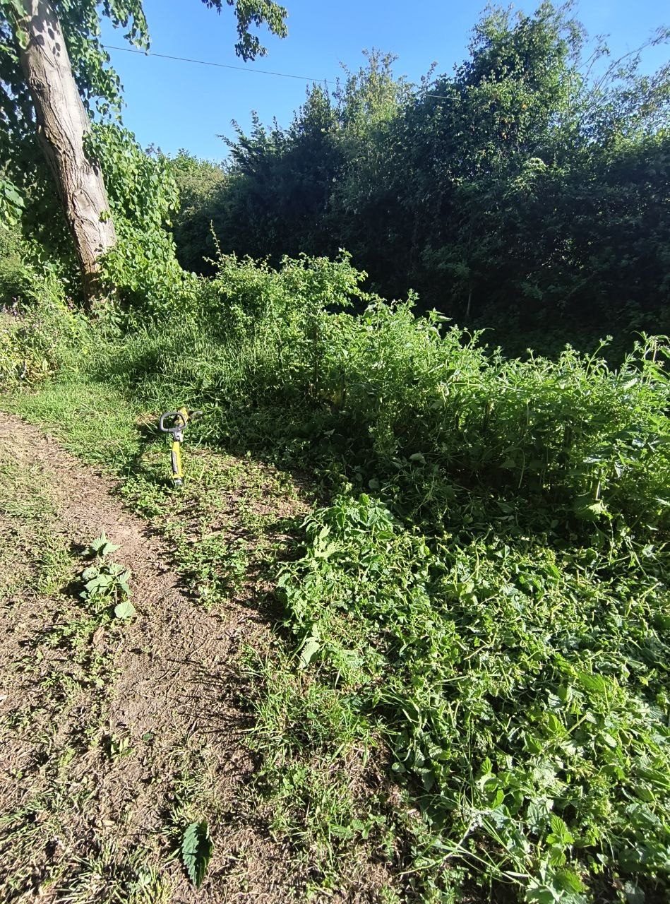 A patch of stinging nettles strimmed back to ground level in an East Kent garden, the area left open and safe