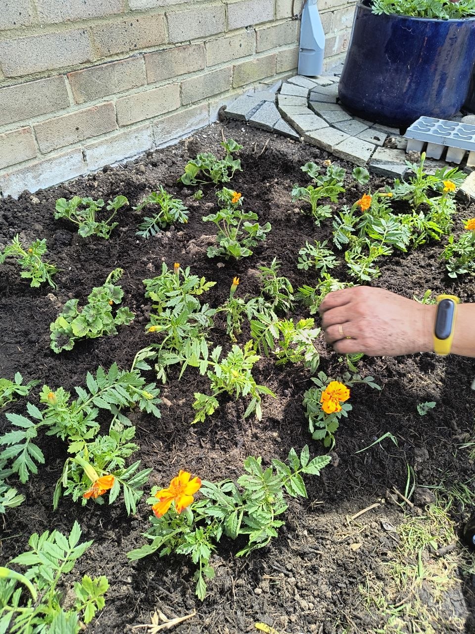 A newly planted summer border at a garden in East Kent, with marigolds and young bedding plants in turned-over soil against a brick wall