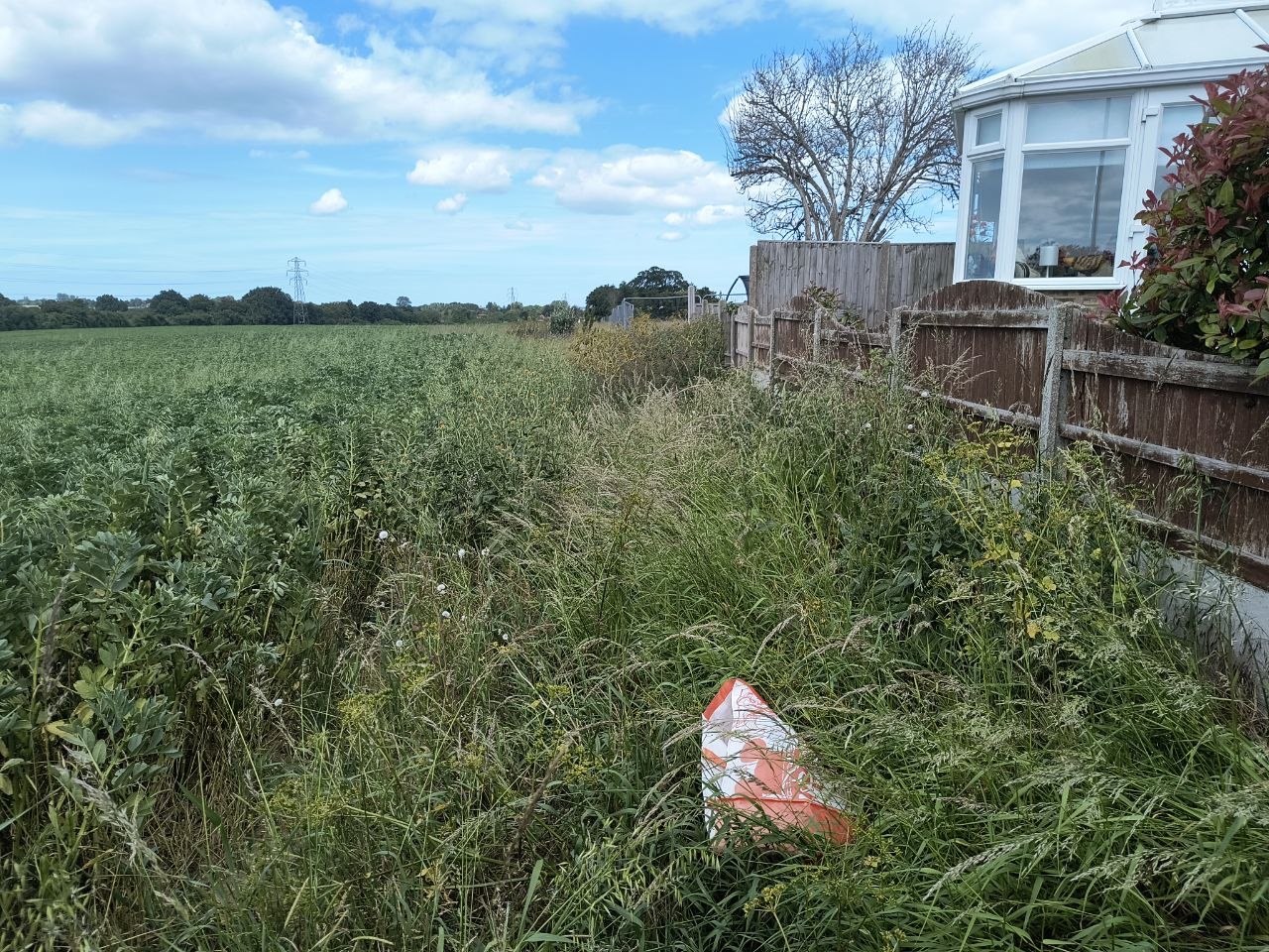 Closer view of the overgrown boundary strip beside the conservatory, with brambles and wild fennel across the slab path.